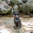 a dog sitting on a rock