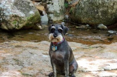 a dog sitting on a rock