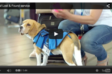 a dog wearing a vest