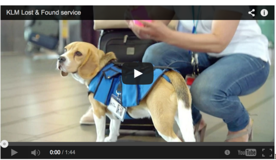 a dog wearing a vest