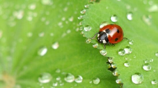 a ladybug on a leaf with water drops