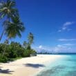 a beach with palm trees and blue water