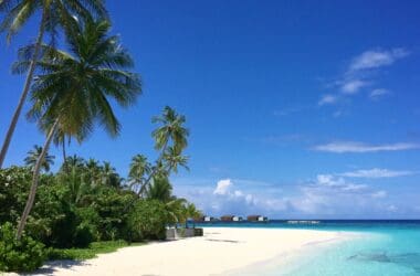 a beach with palm trees and blue water