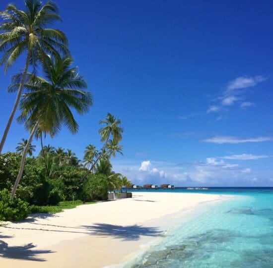 a beach with palm trees and blue water