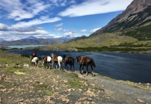 a group of horses by a body of water