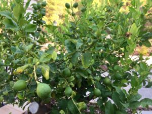 a lemon tree with fruit