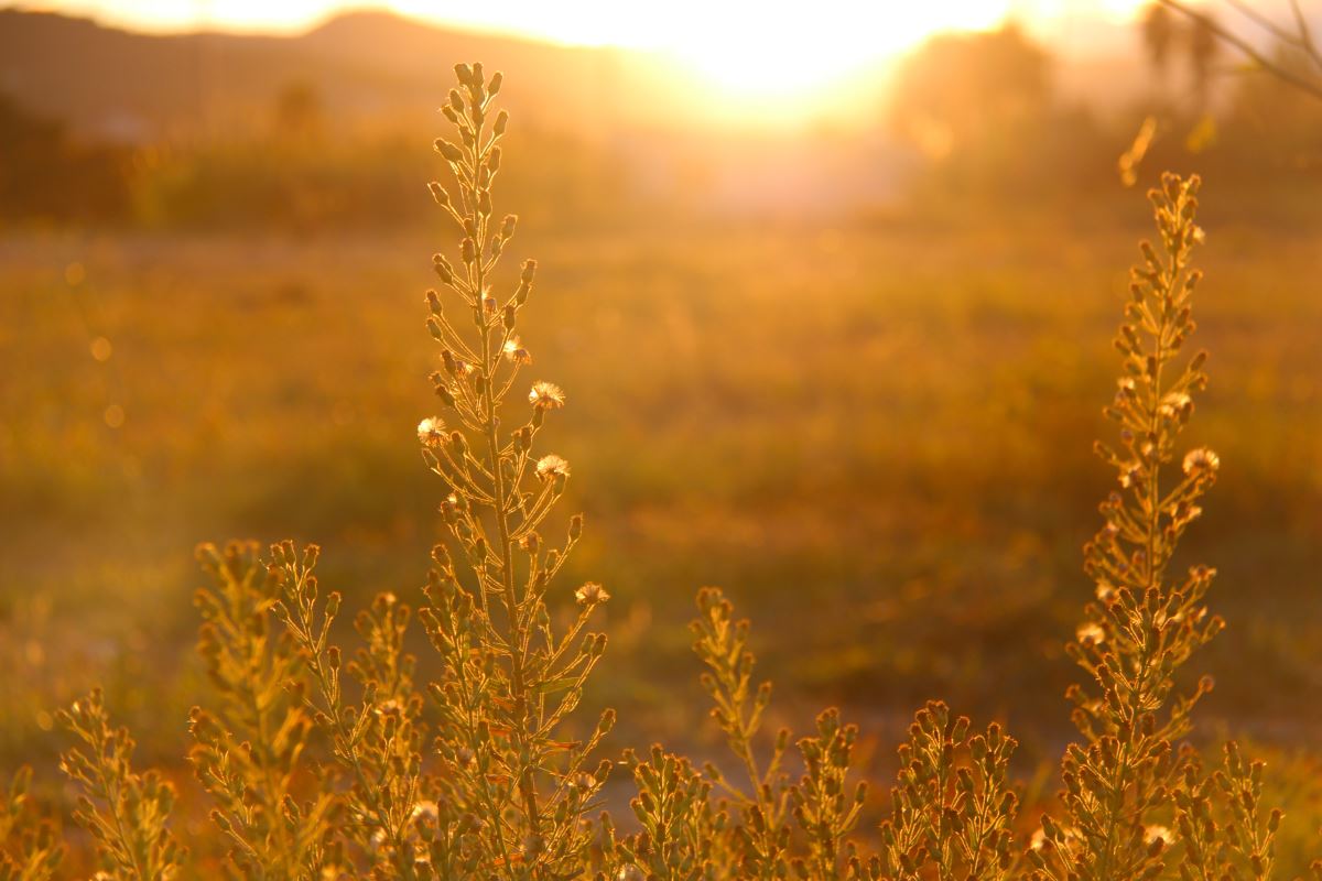 a close up of a plant