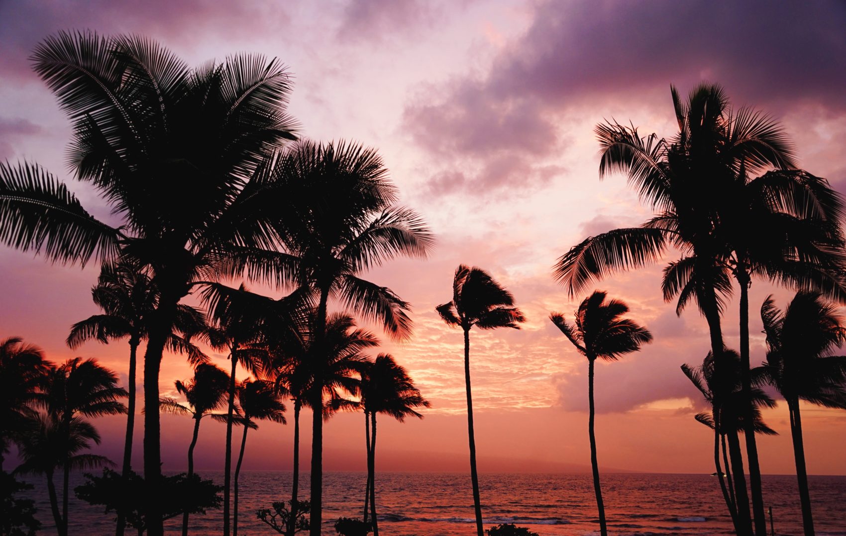 palm trees on a beach