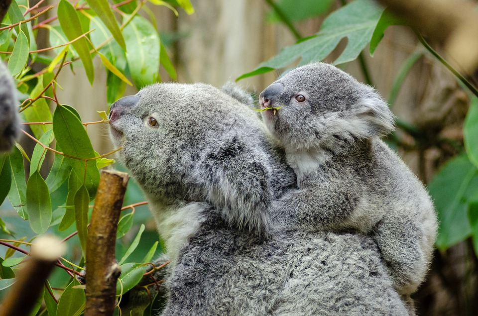really cute baby koalas