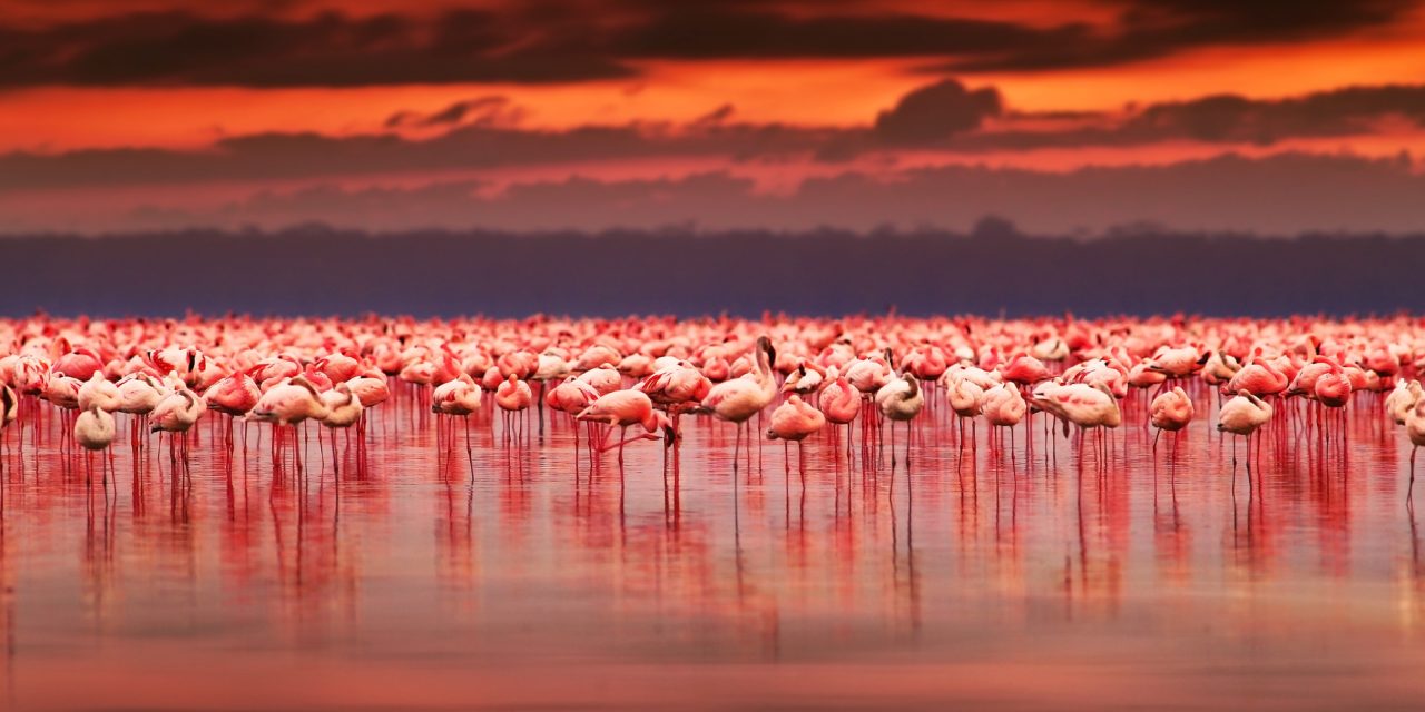 Kenya Connection: Lake Nakuru, Flamingos, A New Friend - TravelUpdate