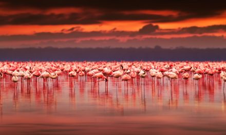 Kenya Connection: Lake Nakuru, Flamingos, A New Friend