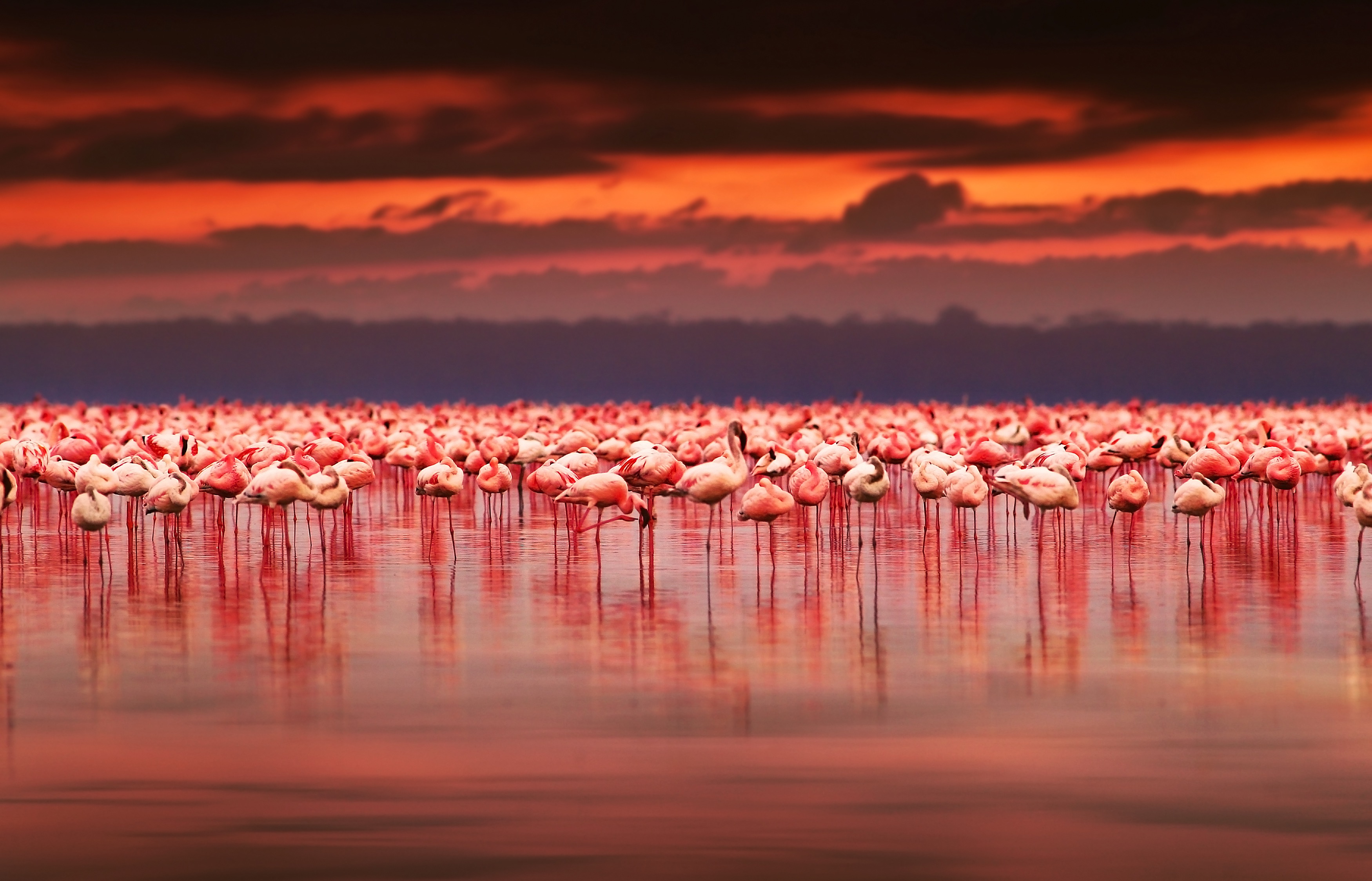 a group of flamingos in water