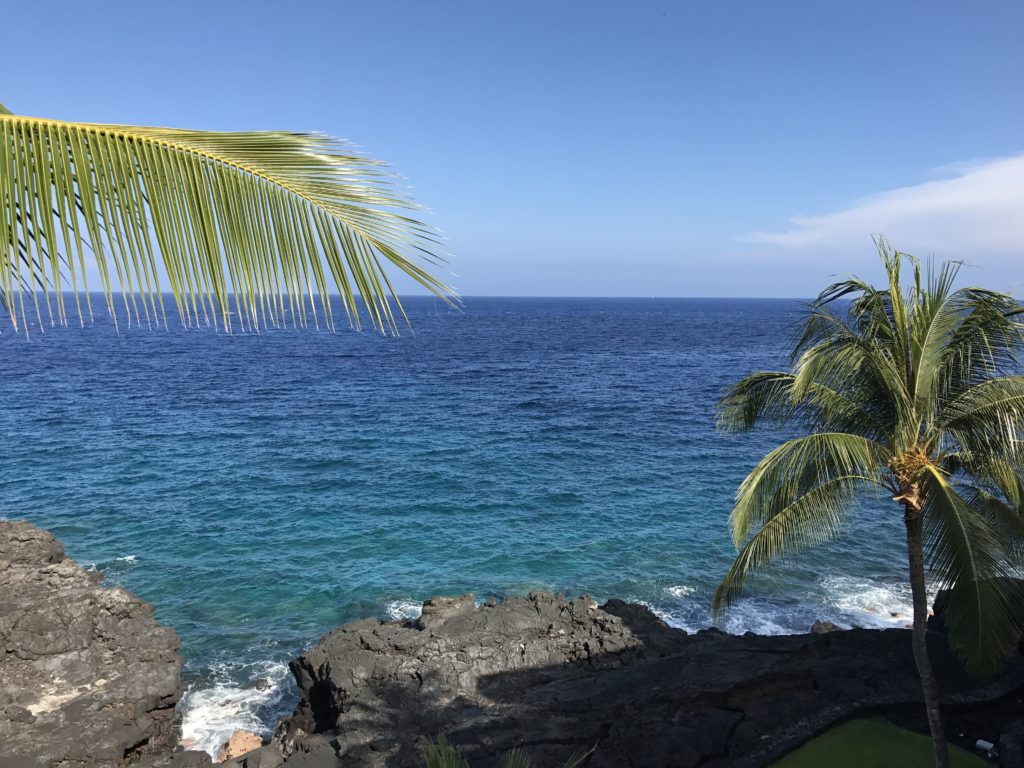 a palm tree next to a body of water