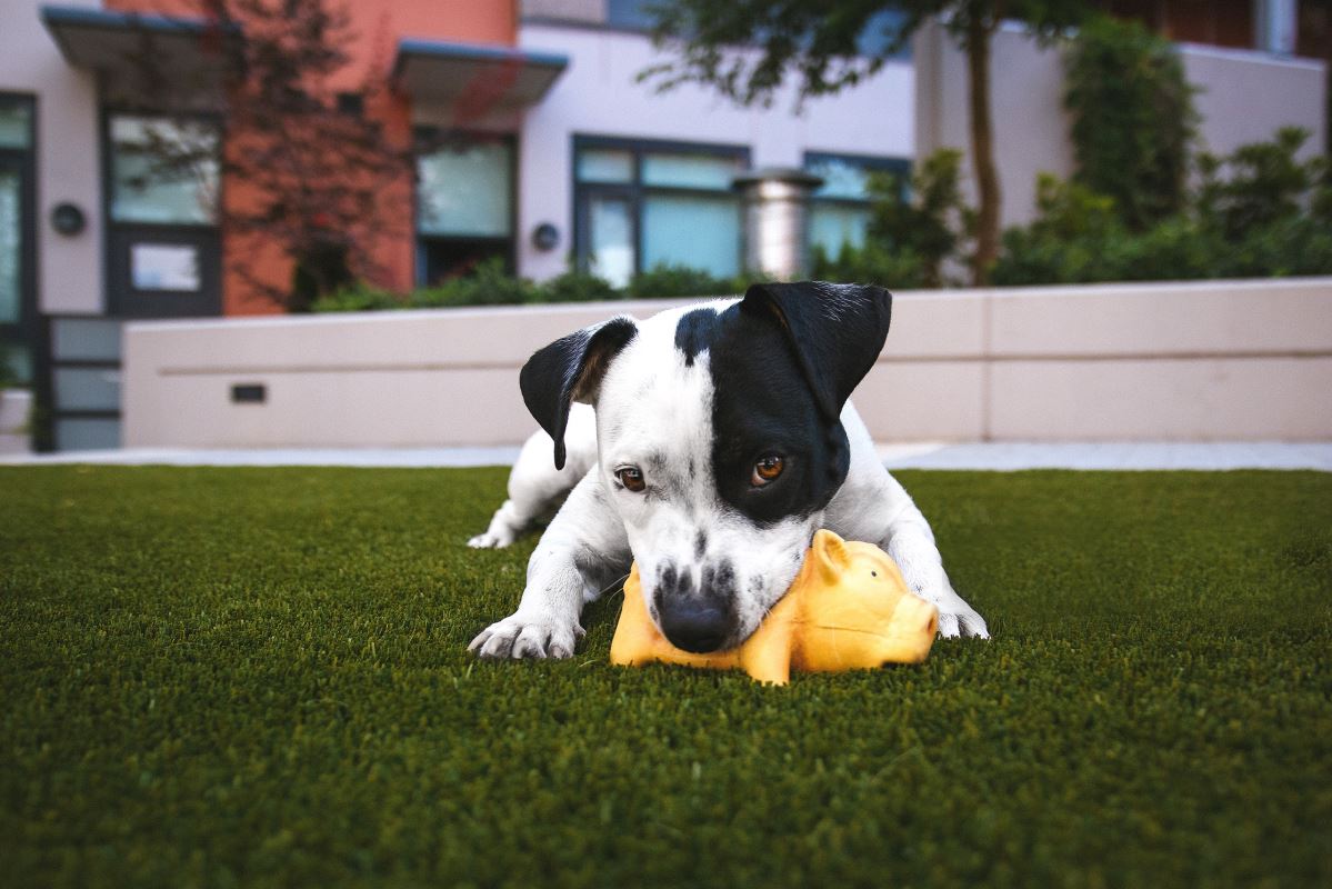 a dog lying on grass with a toy in its mouth