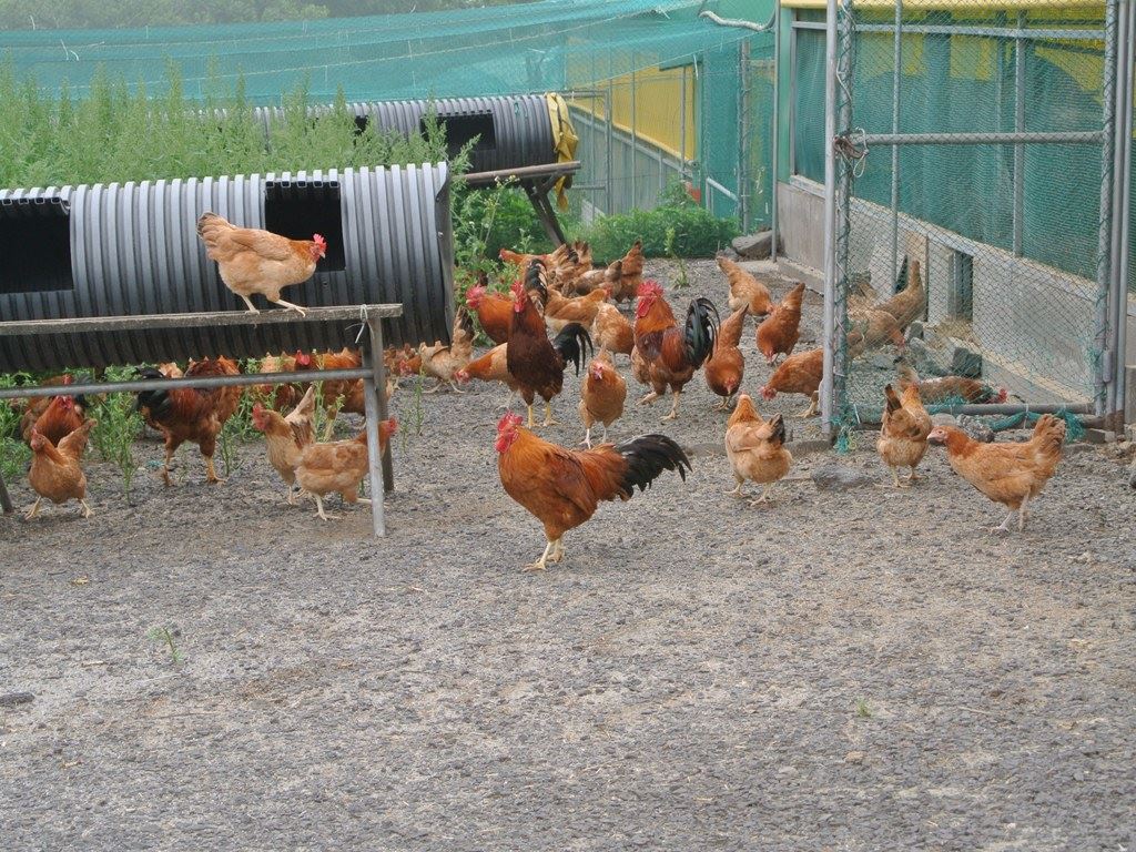 a group of chickens in a chicken coop