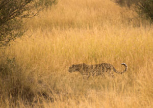 a cheetah in a field of tall grass