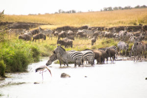 a group of zebras and wildebeest in a river