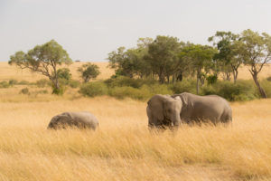 elephants in a field