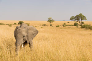 an elephant in a field