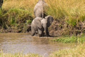 a baby elephant and its calf in a river