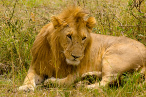 a lion lying in the grass