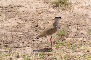 a bird standing on dirt