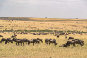 a herd of wildebeest in a field