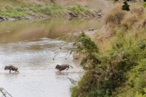 a animal in the water