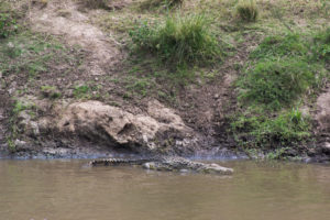 a crocodile swimming in a river