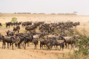 a large group of wildebeest in a field