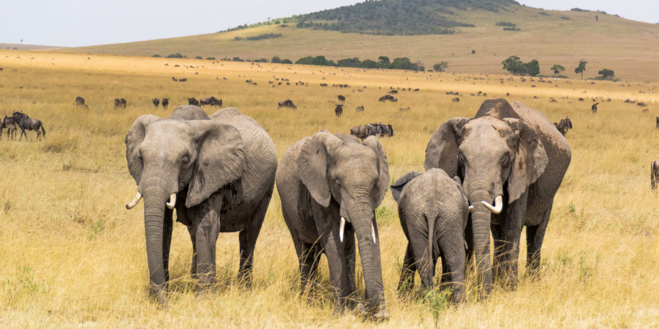 Masai Mara Travel Guide | Kenya Safari
