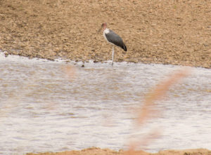 a bird standing in a body of water