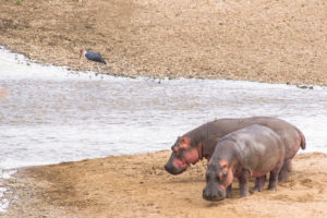 a group of hippos standing on a sandy beach