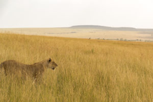 a lion in a field of tall grass