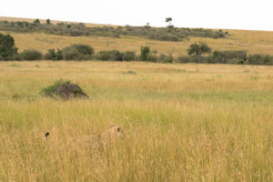 a lion in a field