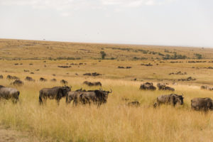 a herd of wildebeest in a field