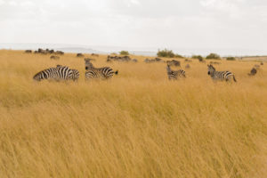 a group of zebras in a field