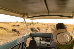 a group of animals in a vehicle