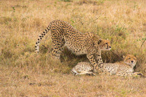 a cheetah in a field