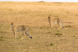 two cheetahs in a field