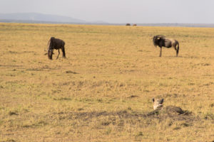 a group of animals in a field