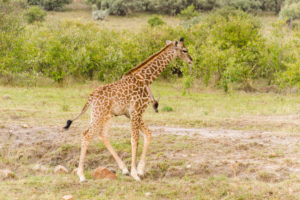 a giraffe walking in a field