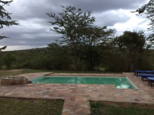 a pool with a tree in the background