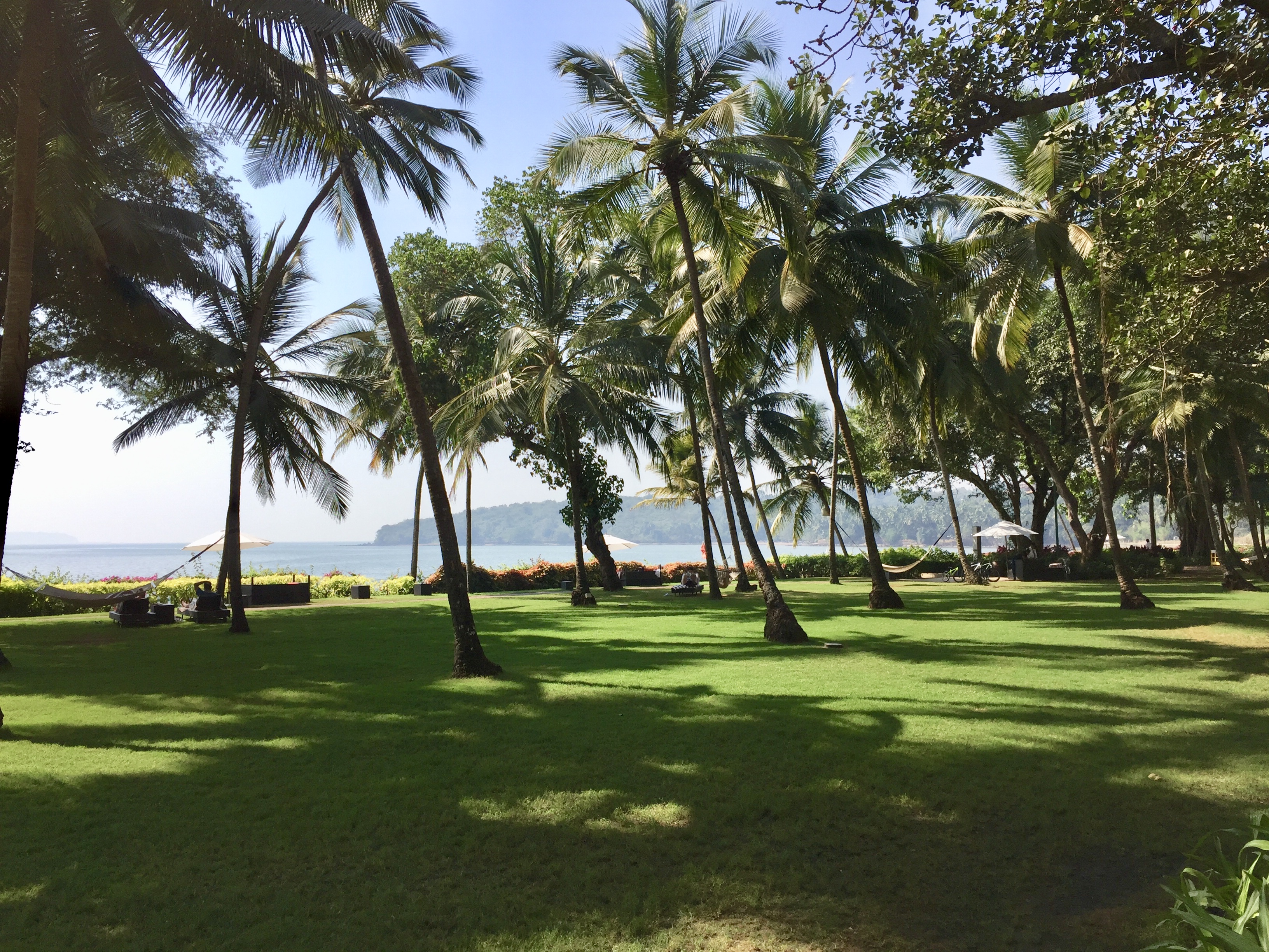 a grass field with palm trees and a body of water