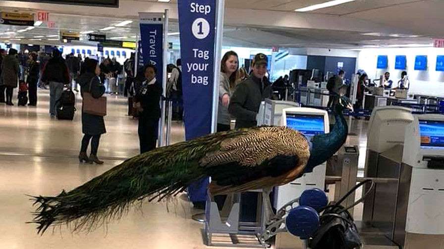 a peacock standing on a machine in an airport