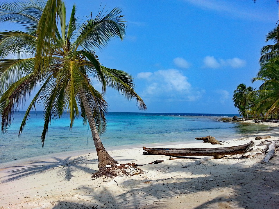 a palm trees on a beach