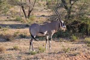 an animal standing in a field