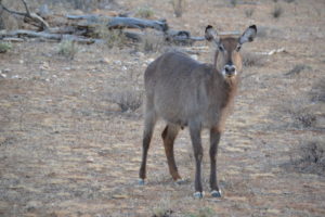 a deer standing in a dry field