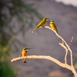 a group of birds on a branch