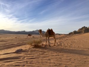 a camel in the desert